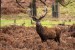 1280px-Red_Deer_Stag